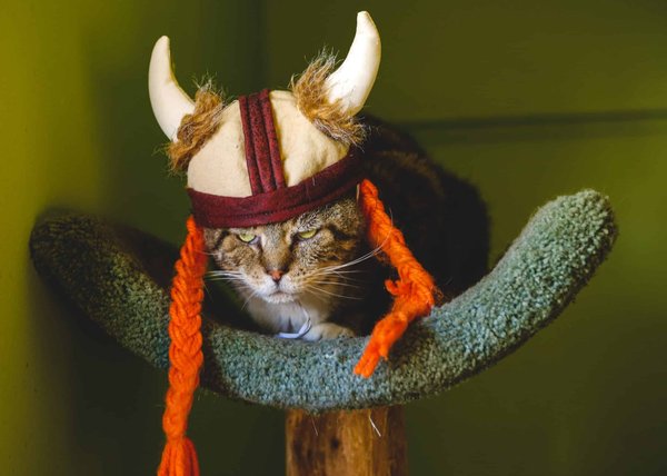 Qui étaient les Vikings et que nous ont-ils appris ?